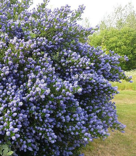 CEANOTHUS 'Skylark'